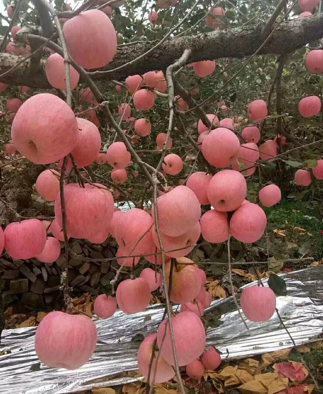 色翁荡息又大又硬又粗又爽