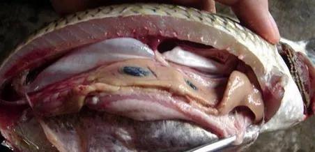 色翁荡息又大又硬又粗又爽