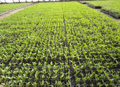 色翁荡息又大又硬又粗又爽