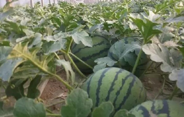 色翁荡息又大又硬又粗又爽