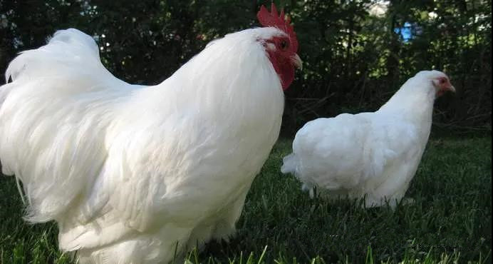 色翁荡息又大又硬又粗又爽