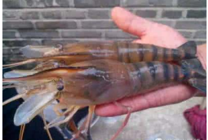 色翁荡息又大又硬又粗又爽