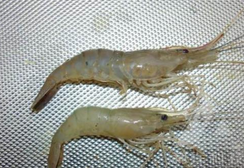 色翁荡息又大又硬又粗又爽