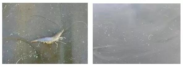 色翁荡息又大又硬又粗又爽