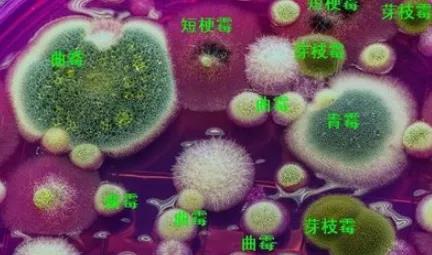 色翁荡息又大又硬又粗又爽