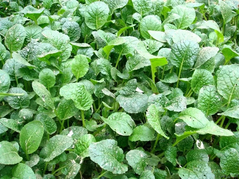 色翁荡息又大又硬又粗又爽