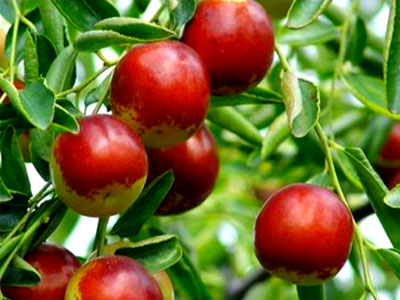 色翁荡息又大又硬又粗又爽