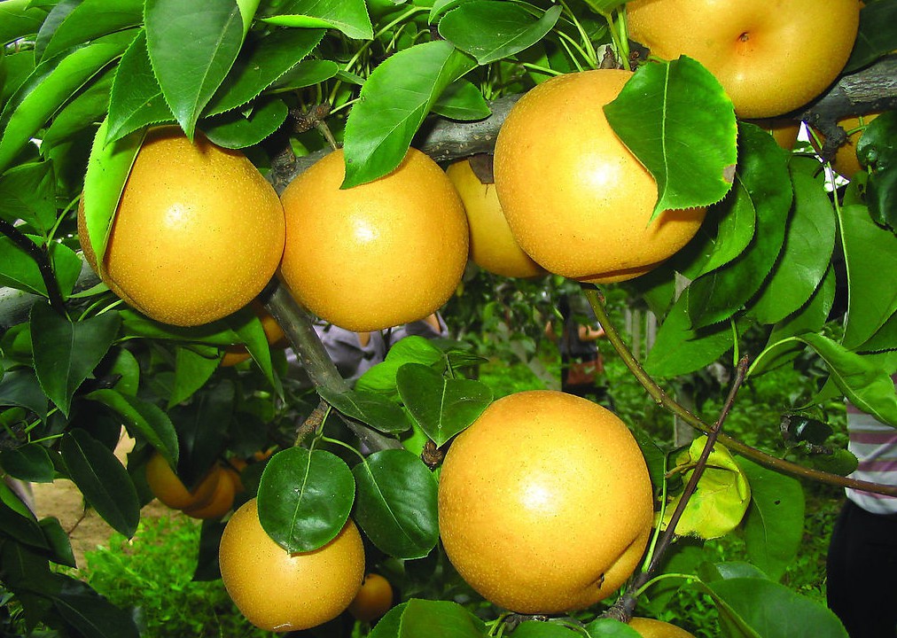 色翁荡息又大又硬又粗又爽