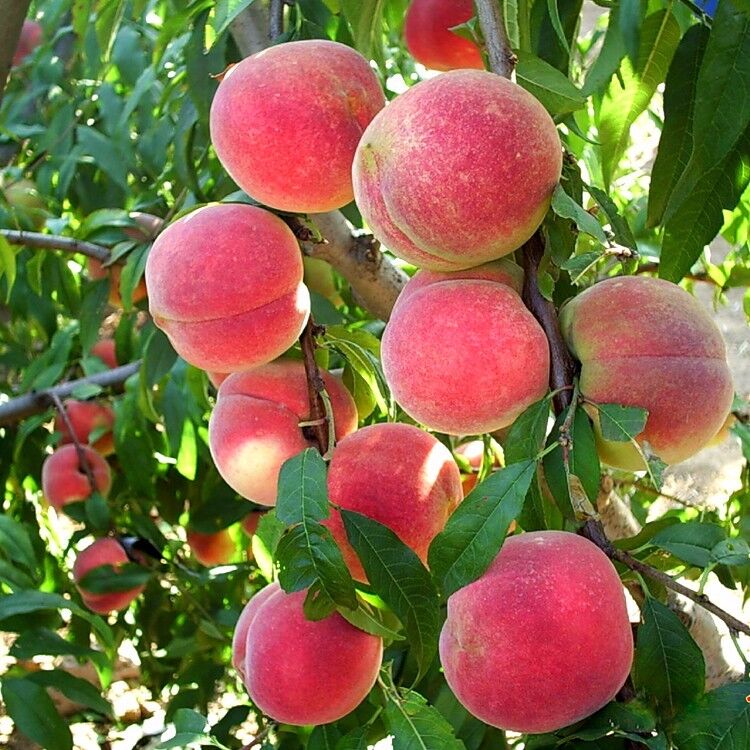 色翁荡息又大又硬又粗又爽