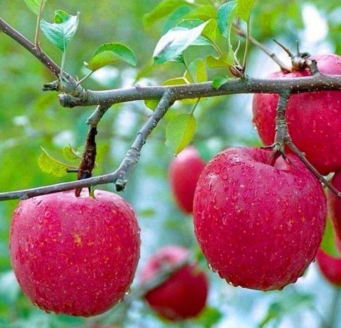 色翁荡息又大又硬又粗又爽