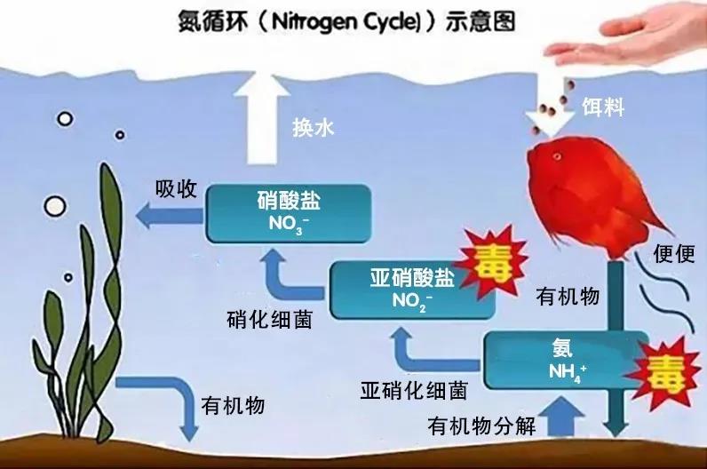 色翁荡息又大又硬又粗又爽