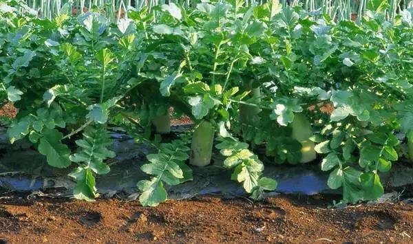 色翁荡息又大又硬又粗又爽