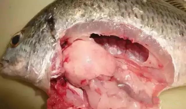 色翁荡息又大又硬又粗又爽