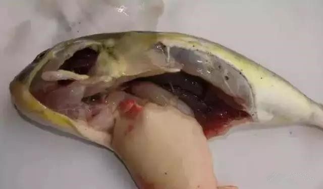 色翁荡息又大又硬又粗又爽