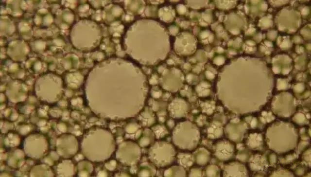 色翁荡息又大又硬又粗又爽