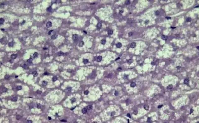 色翁荡息又大又硬又粗又爽