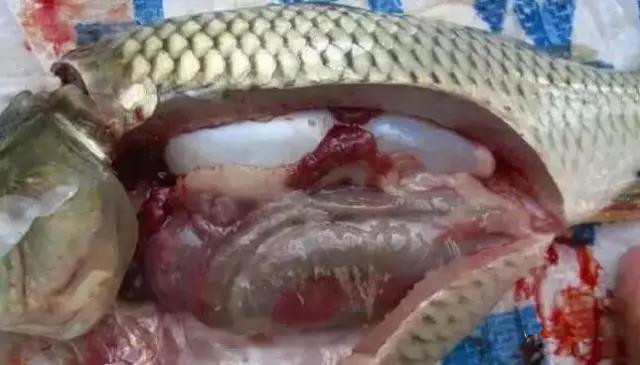 色翁荡息又大又硬又粗又爽