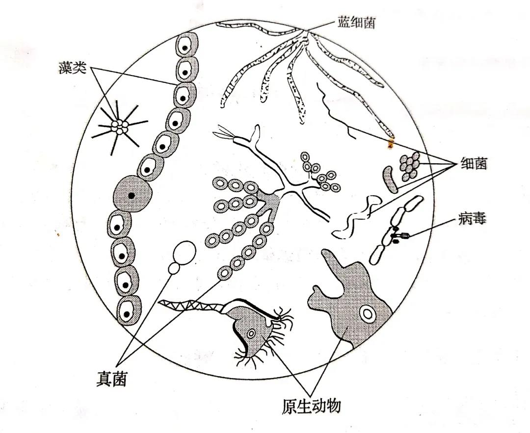 色翁荡息又大又硬又粗又爽