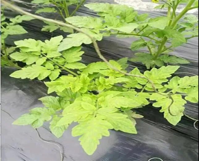 色翁荡息又大又硬又粗又爽