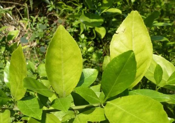 色翁荡息又大又硬又粗又爽