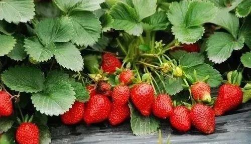 色翁荡息又大又硬又粗又爽