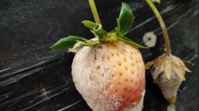 色翁荡息又大又硬又粗又爽