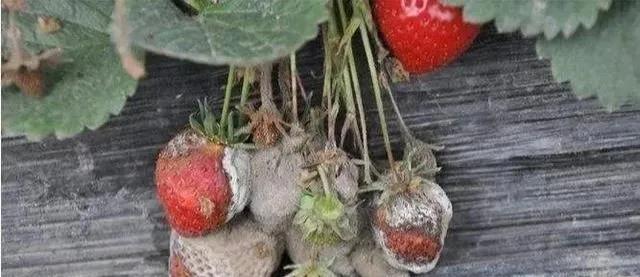 色翁荡息又大又硬又粗又爽