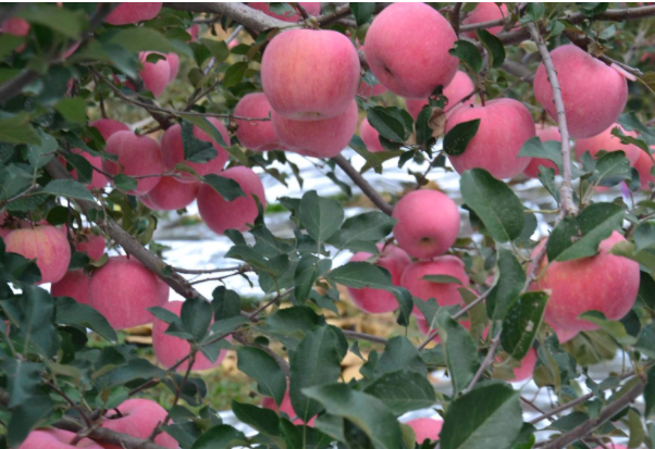 色翁荡息又大又硬又粗又爽