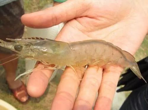 色翁荡息又大又硬又粗又爽