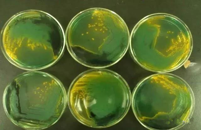 色翁荡息又大又硬又粗又爽