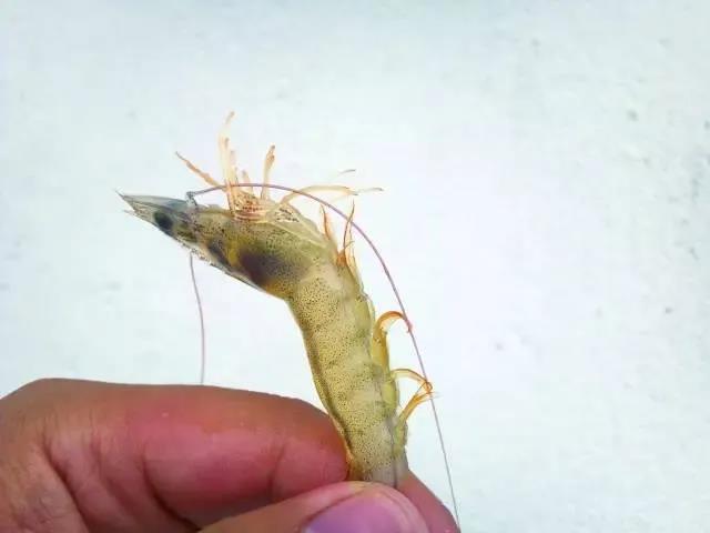 色翁荡息又大又硬又粗又爽