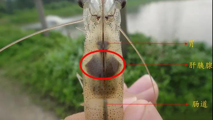 色翁荡息又大又硬又粗又爽