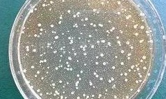 色翁荡息又大又硬又粗又爽