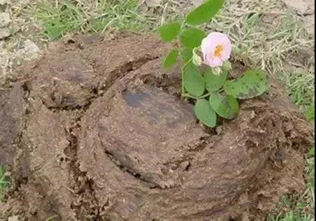 色翁荡息又大又硬又粗又爽