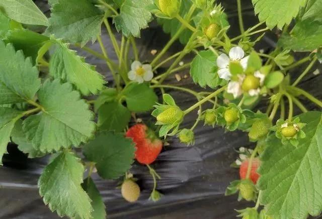 色翁荡息又大又硬又粗又爽