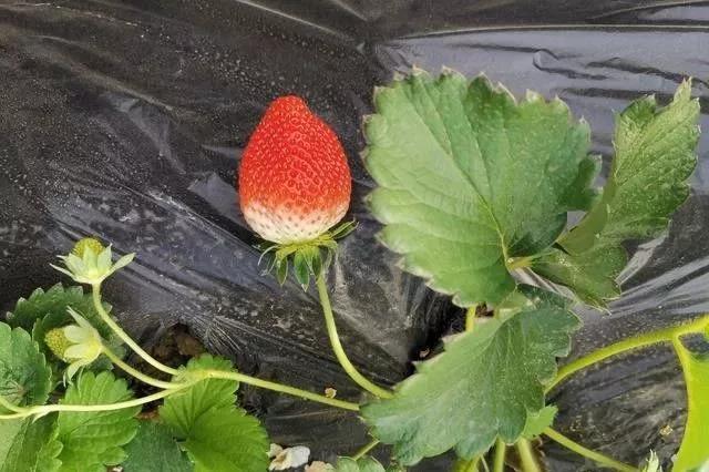 色翁荡息又大又硬又粗又爽