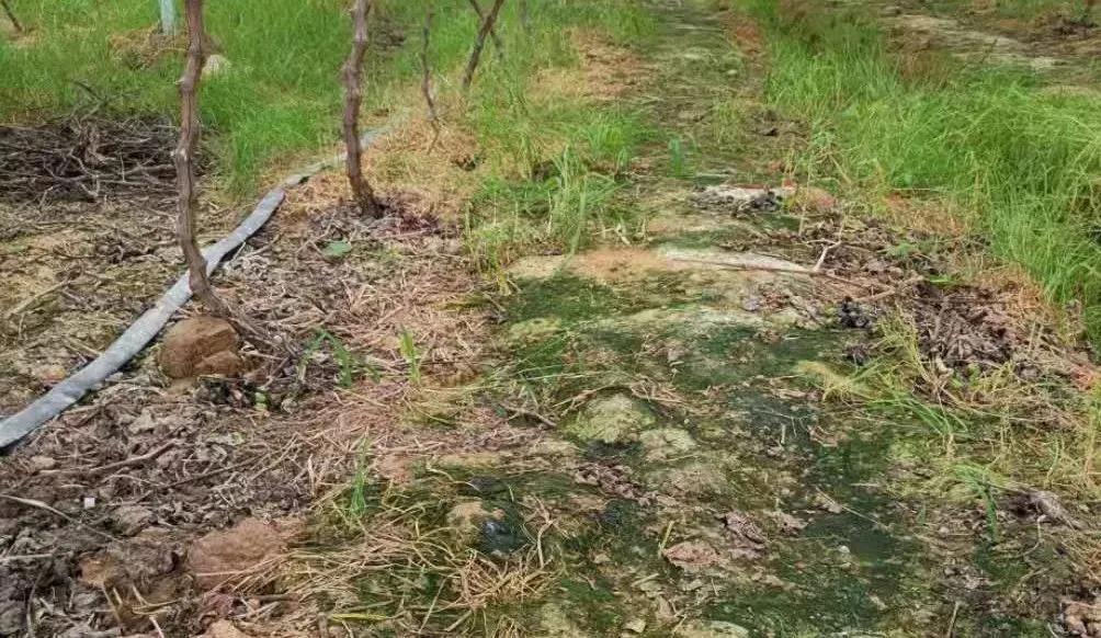 色翁荡息又大又硬又粗又爽