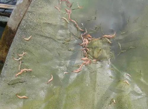 色翁荡息又大又硬又粗又爽