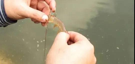 色翁荡息又大又硬又粗又爽