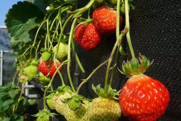 色翁荡息又大又硬又粗又爽