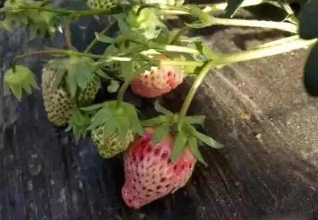 色翁荡息又大又硬又粗又爽