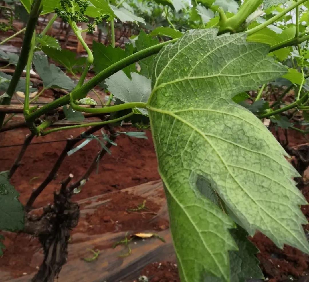 色翁荡息又大又硬又粗又爽