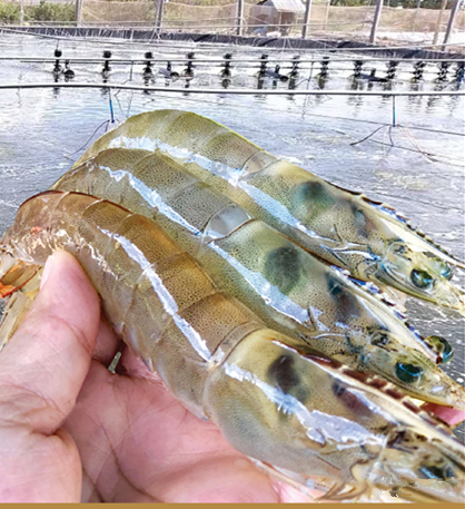 色翁荡息又大又硬又粗又爽