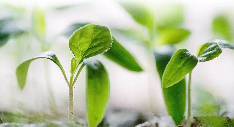 色翁荡息又大又硬又粗又爽