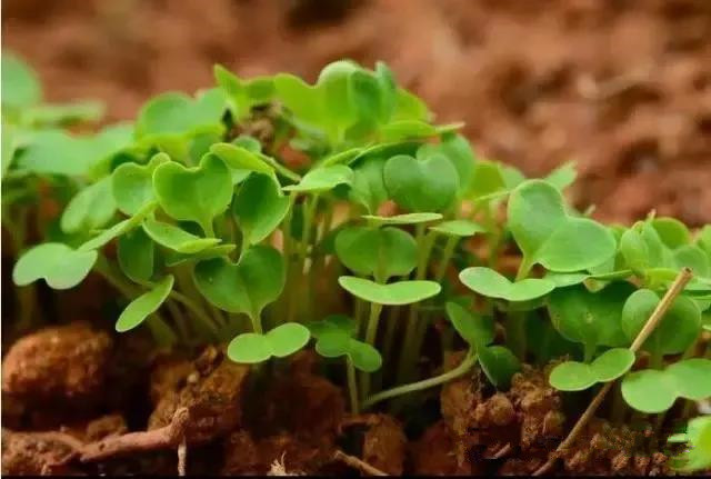 色翁荡息又大又硬又粗又爽