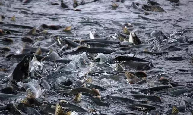 色翁荡息又大又硬又粗又爽