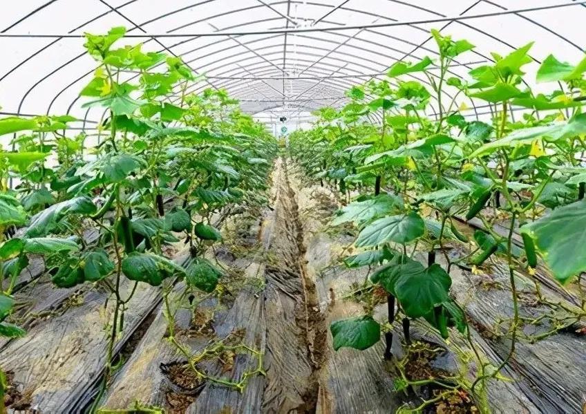 色翁荡息又大又硬又粗又爽