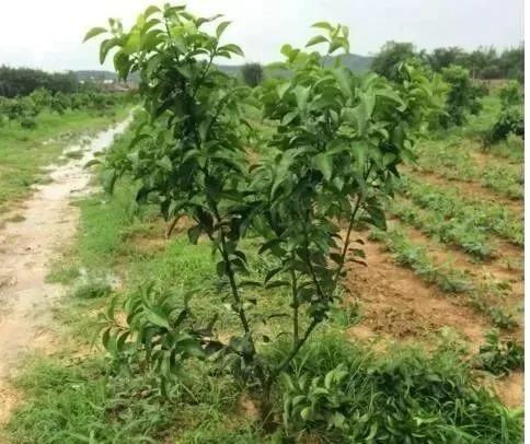 色翁荡息又大又硬又粗又爽