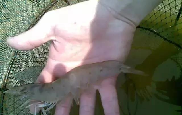 色翁荡息又大又硬又粗又爽