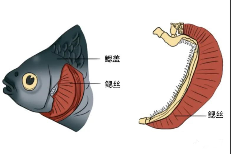 色翁荡息又大又硬又粗又爽